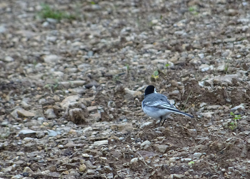 Motacilla alba